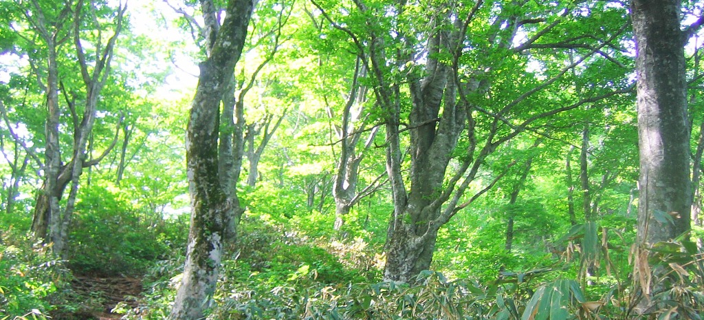 自然に即した「生きる力」
